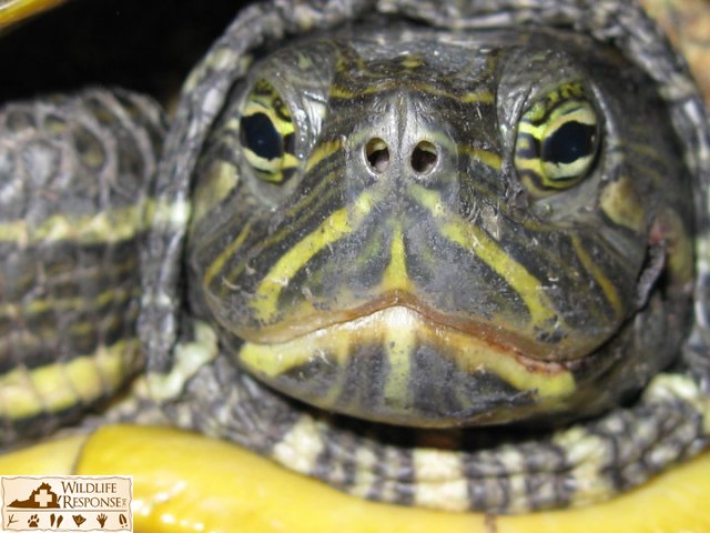 Female Slider